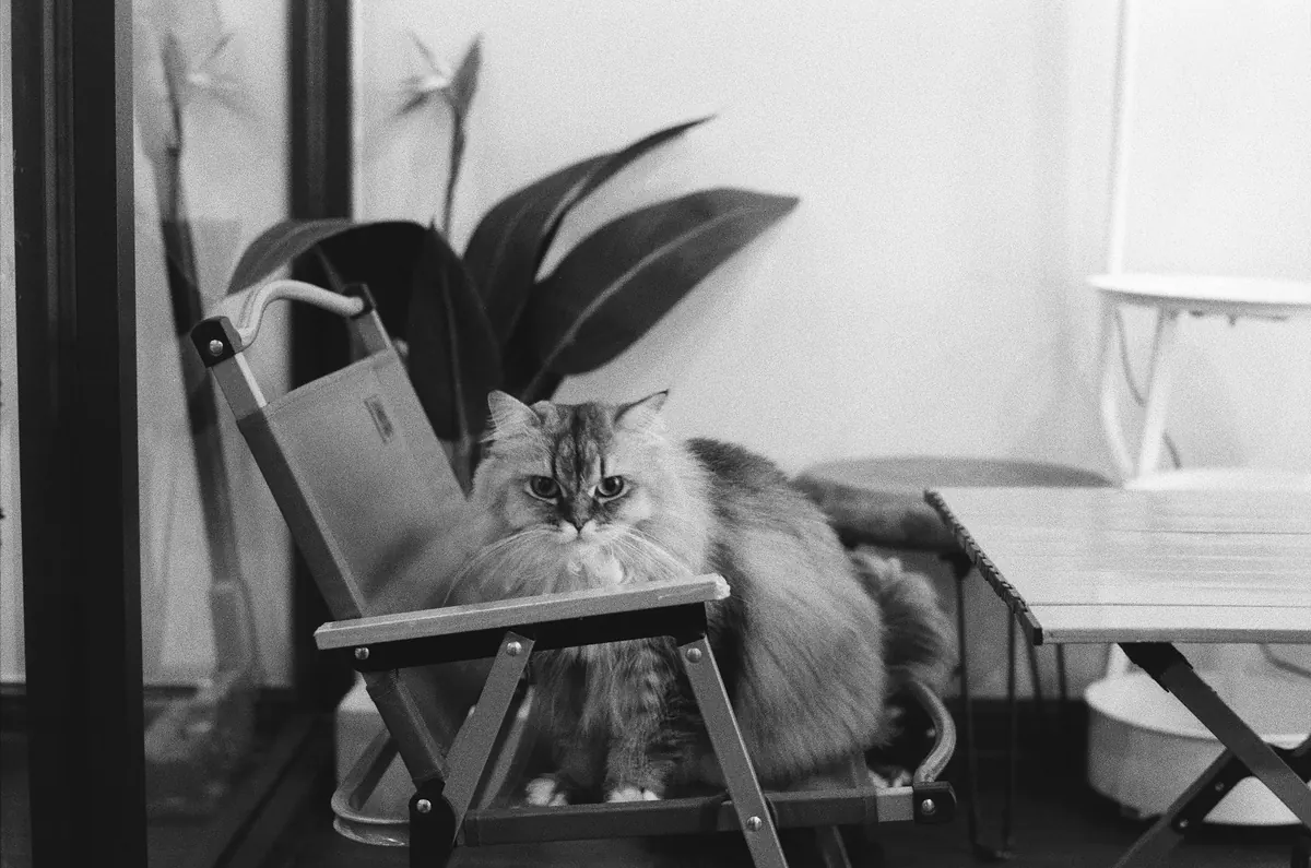 Cat Cafe vs. Traditional Cafe: Which Is Right for a Quiet Work Session?