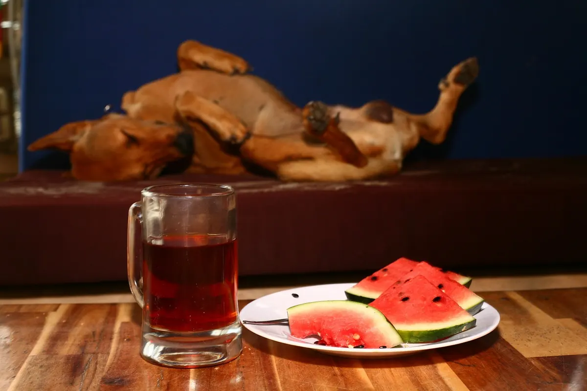 Coffee Safety for Dogs: What to Do If Your Pup Sneaks a Sip