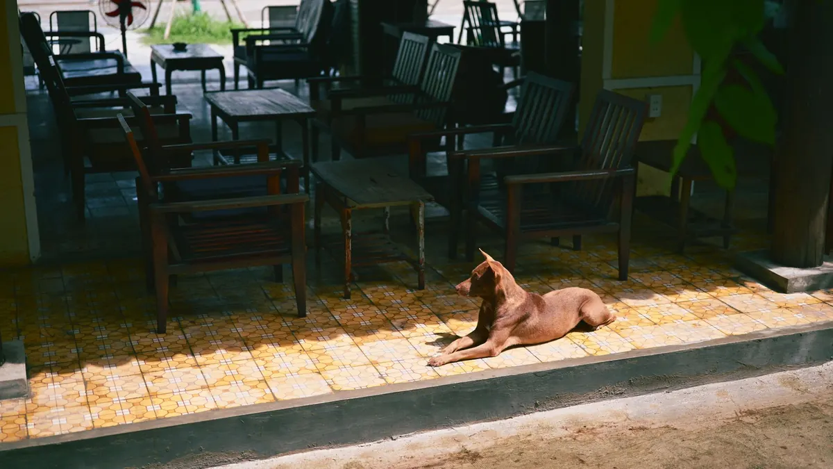 Seasonal Dog Cafe Guide: Keeping Pups Cool in Summer Patios